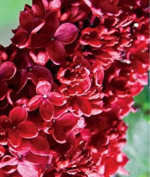 Liliac (Parfumat Roșu Intens )la ghiveci