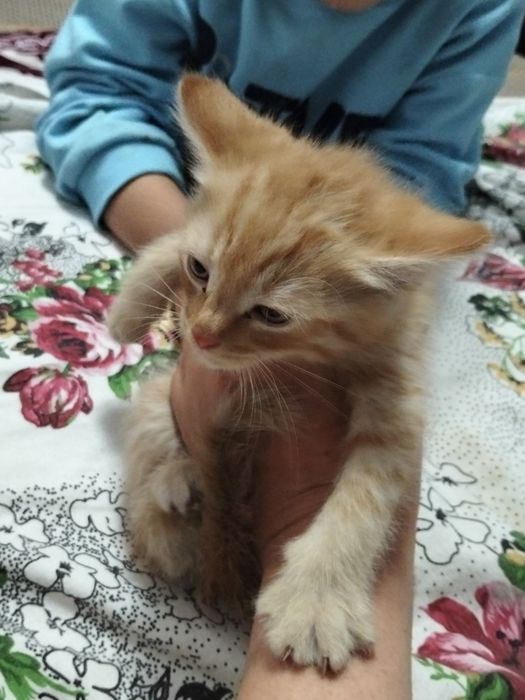 Милые Котята ищут дом
