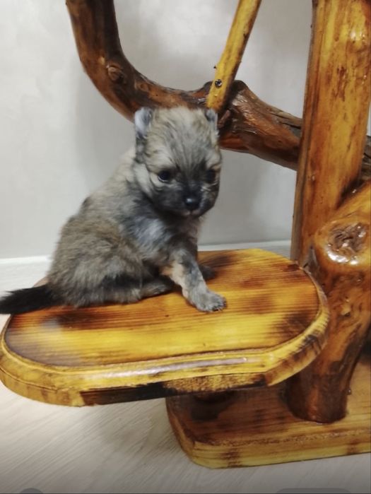 Продам 2 щенков малого немецкого шпица