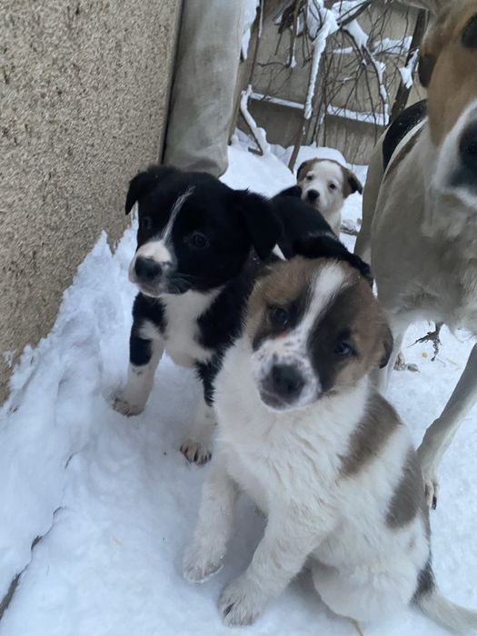 Отдам щенков в добрые руки.