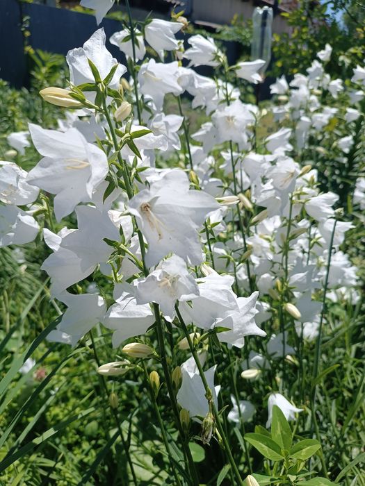 Хризантема, колокольчик