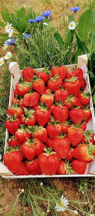 Stoloni de capsuni soiul Aprica si soiul Murano