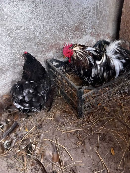 Cochinchina si zebre australiene