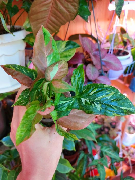 Ред спот триколор сингониум