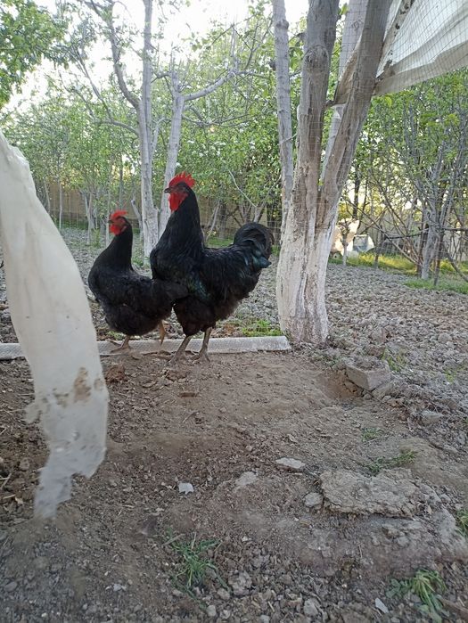 Qora Shaxzoda tuxumlari