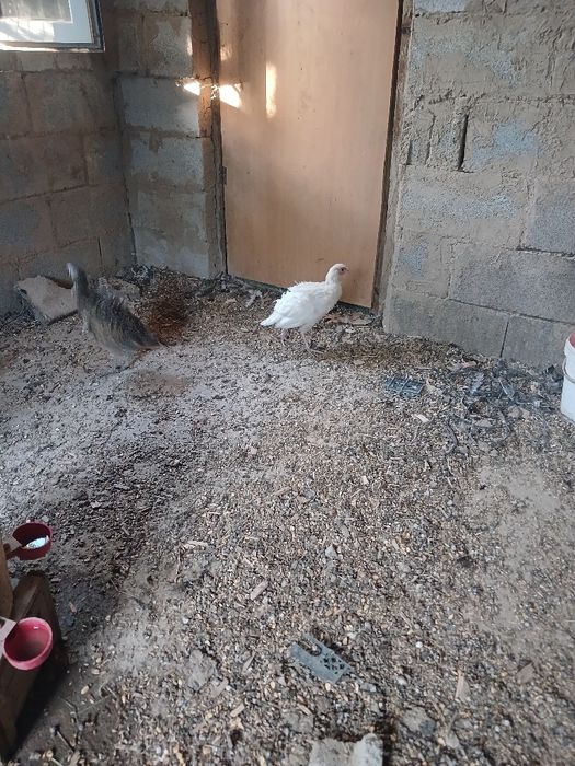 Продам фазанов..