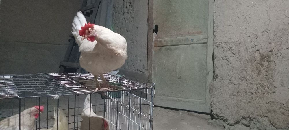 Ломан синди товуклари