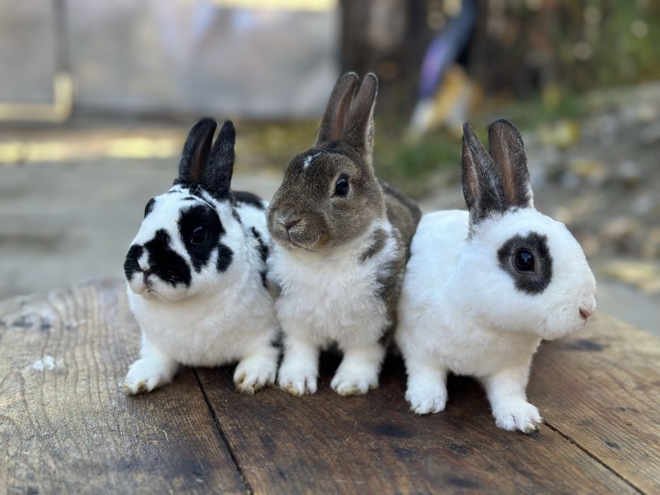 Masculi din rasa Rex Pitic!