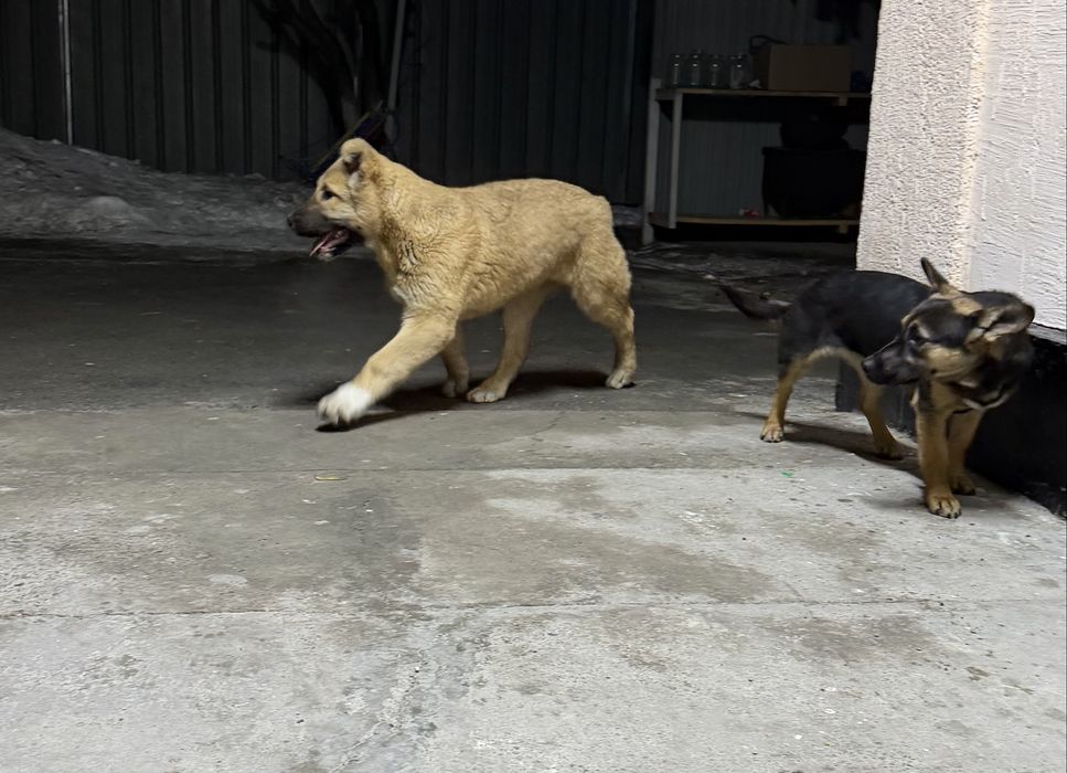 Чистокровный Алабай