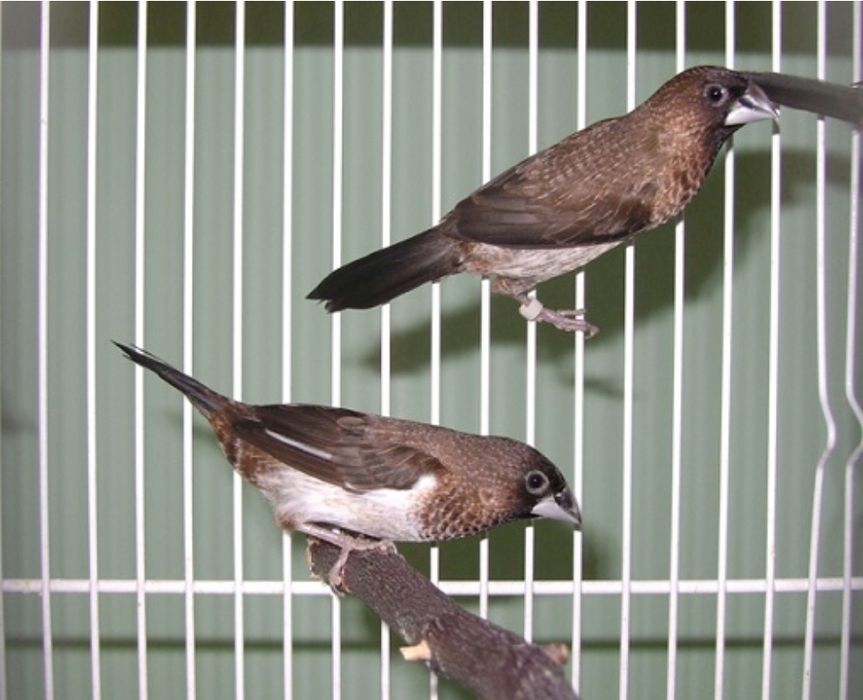 Gratuit. Cinteza mascul. 2025.