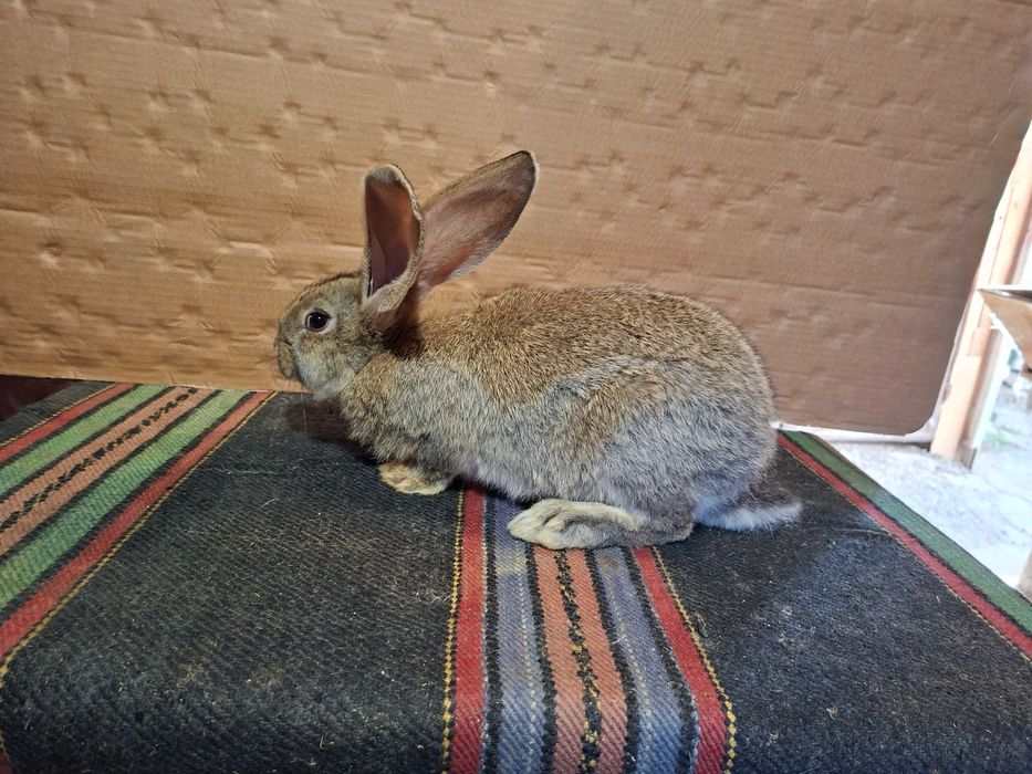 Зайци великани големи и малки