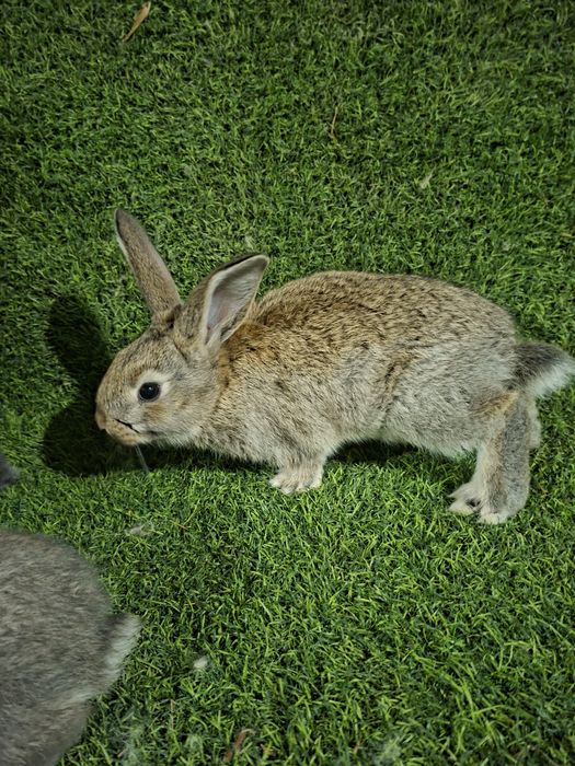 Velikan bolalari 11 bor