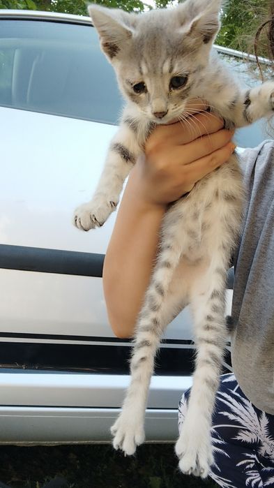Подарявам малки котенца