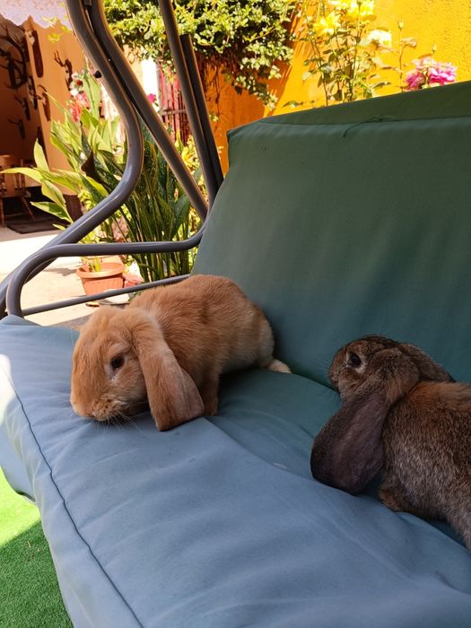 Iepuri berbec german