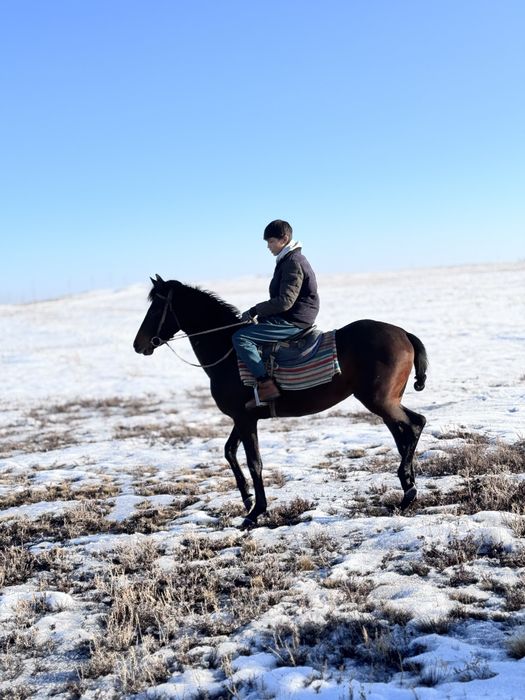 Сатылады Айгыр 5 Жасар