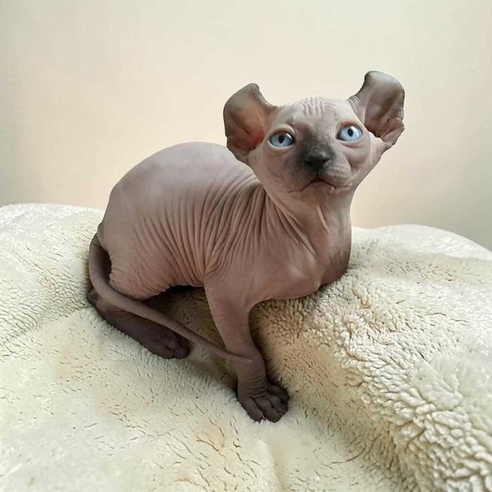 Котенца сфинкс елф