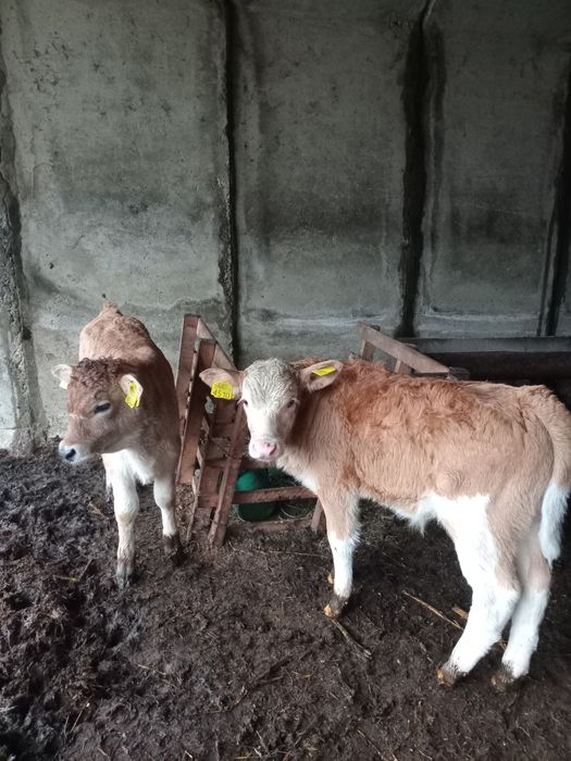 Vând doi vitei rasă