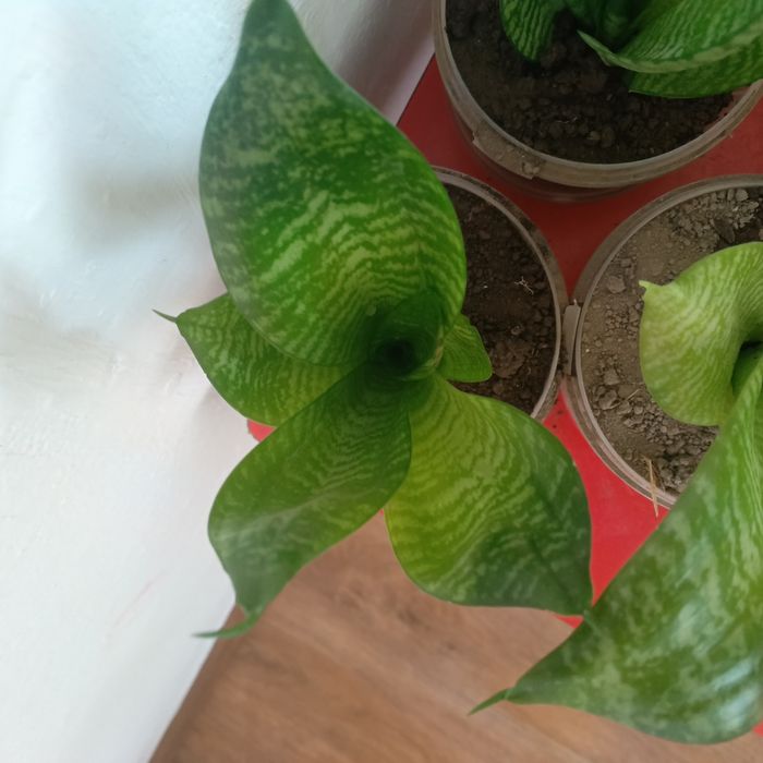 Тёщин язык продам