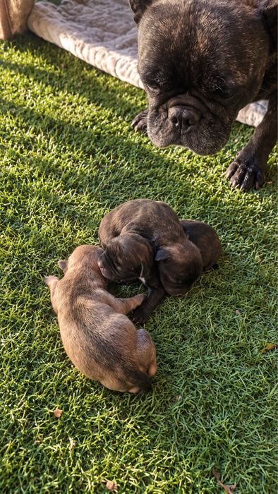 Французкие той-були
