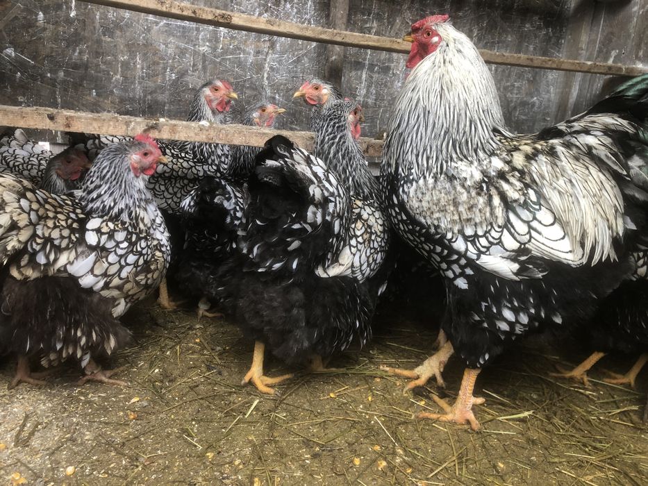 Oua pentru incubat rase deosebite