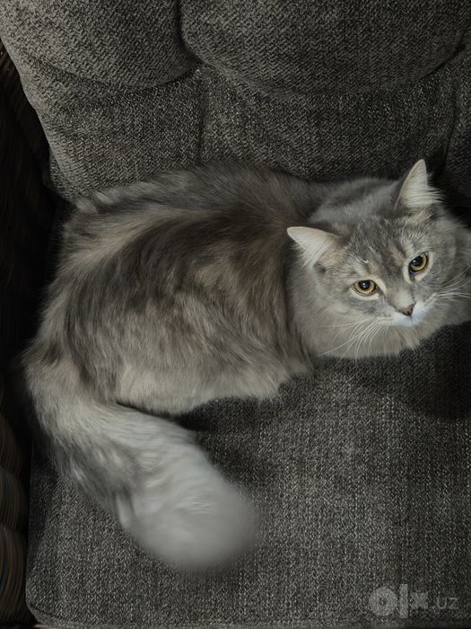 Длинношерстная    Шиншилла