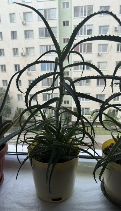 «Лечебные цветы»
