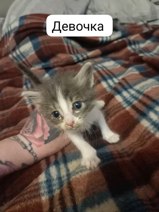 Срочно отдам котят