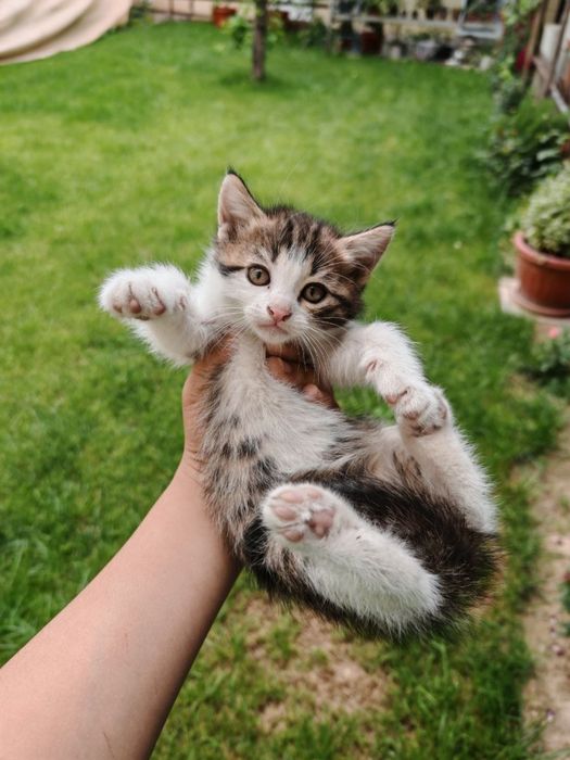 Кошки 3 котенок