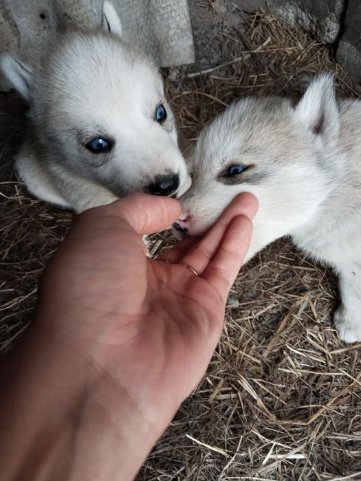 ХАСКИ щенки А55...А&