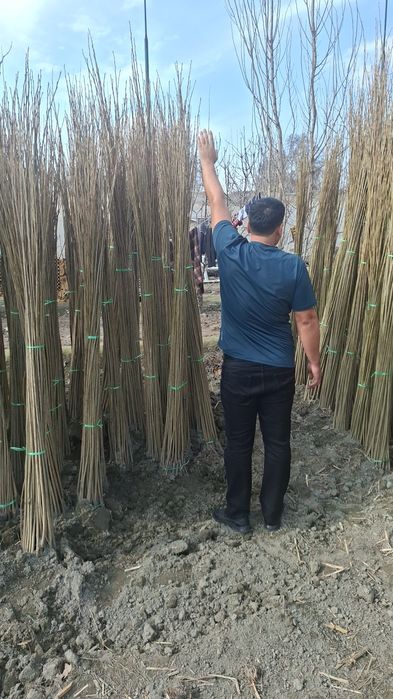 Терак кучатлари келишилган нархда