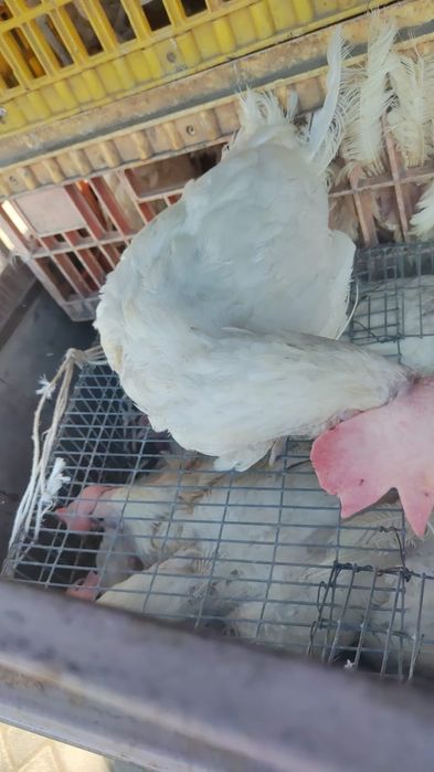 Куры несушки декалбы