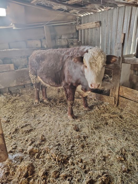 Продам быка на племя.