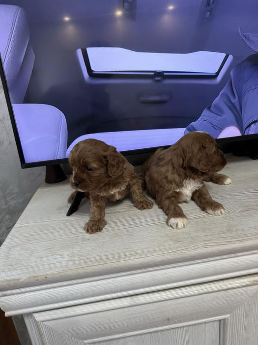 Cavapoo/Кавапоо