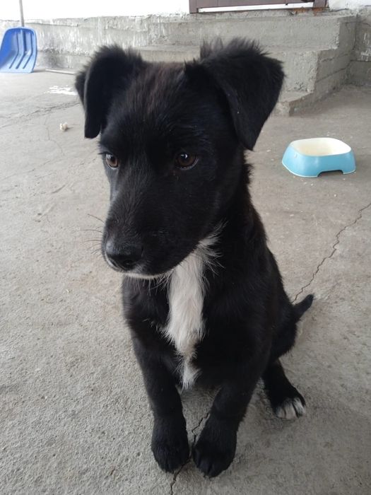 Щенки крысоловы девочки