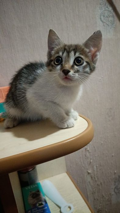 Отдам в добрые руки котят