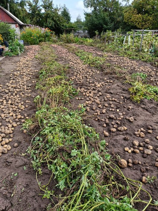 Дача в черте города