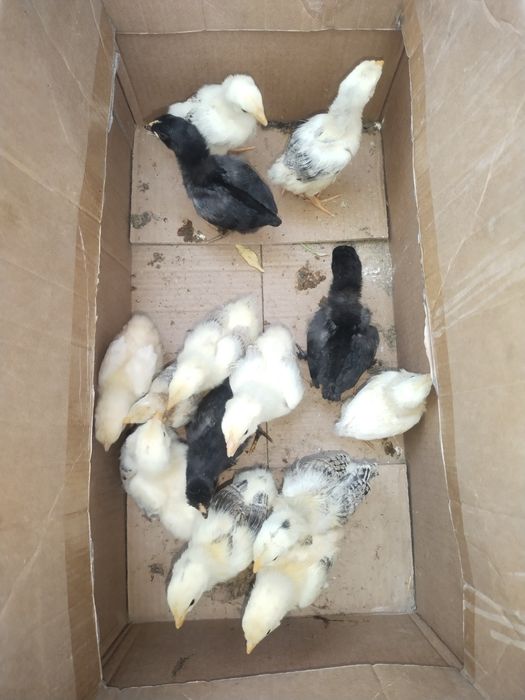 Балапан сатылады