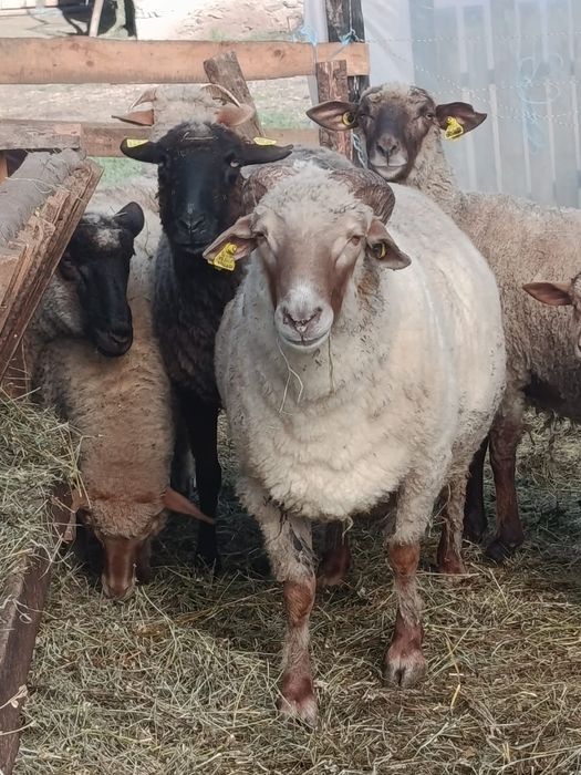 Vând  Berbec roșu în varstă de 3 ani