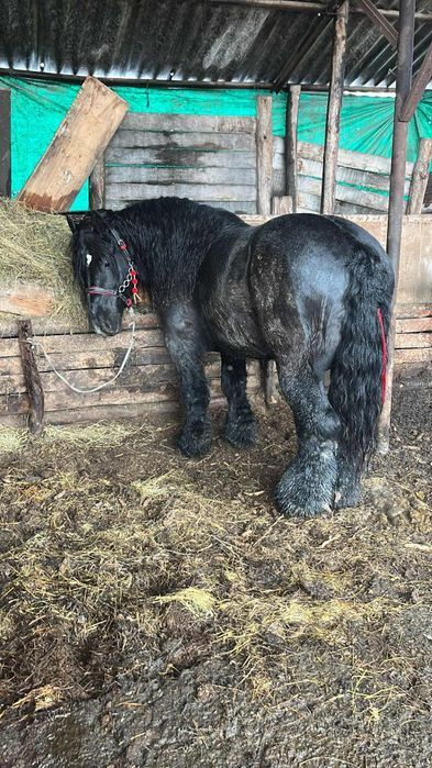 Ofer un super Armăsar pentru monta