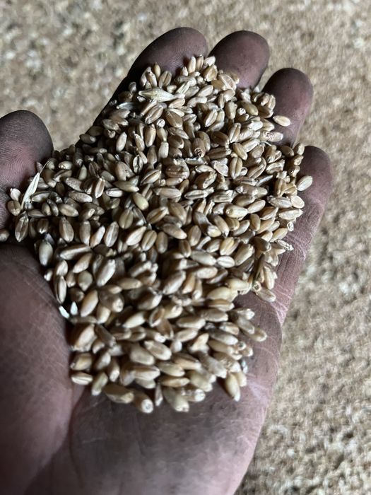 Пшеница, новый урожай. Чистая.