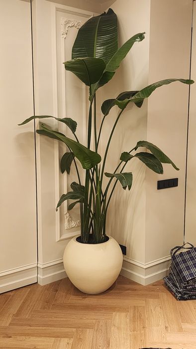 Уход за растениями