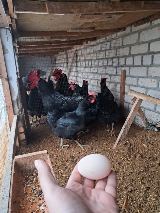 Gigant qora shahzoda tuxumlari sotilodi. Manzil Xiva shahri