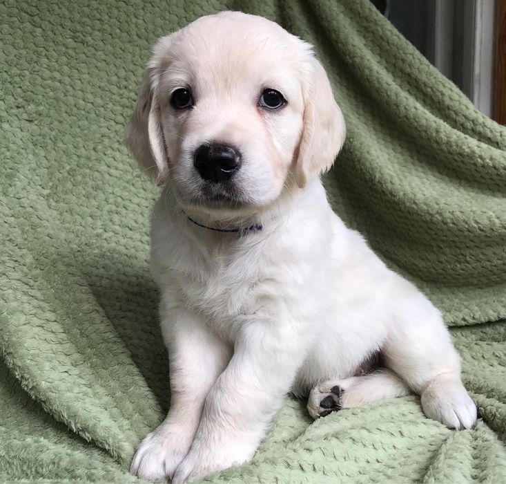 Щенки голден лабрадор ретривер