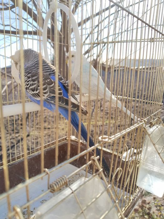 Qush, qafas,alohida idishda donlari bilan sotiladi