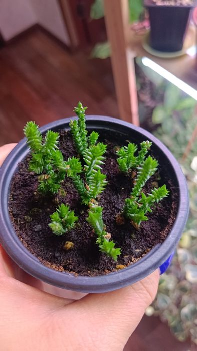 Гастерия. Крассула.