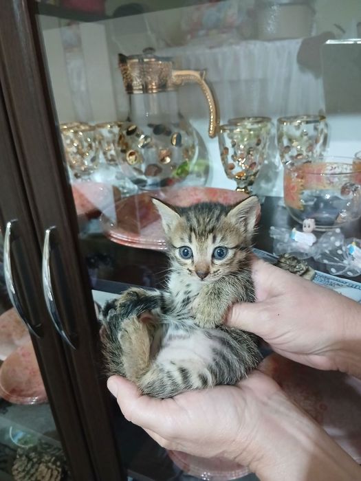 Отдадим котят в добрые руки