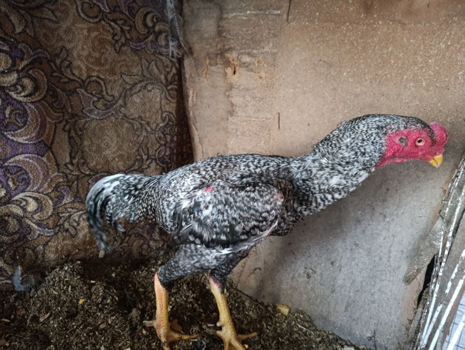 Дакан апрельский дакан