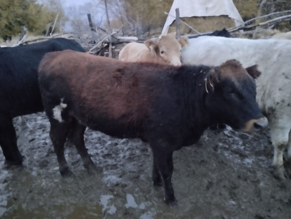 Құнажындар сатылады