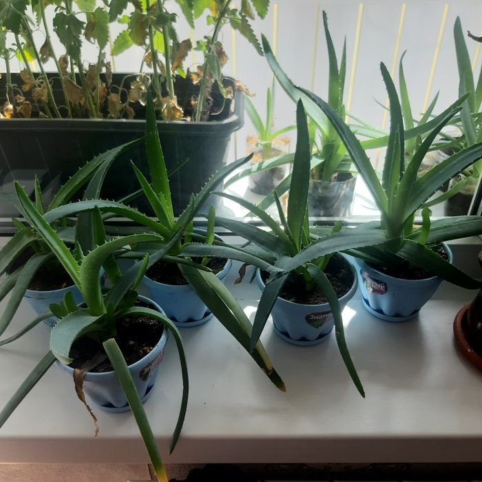 Продам алоэ вера по 2000 тенге