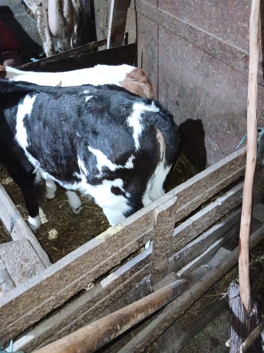 Vand 2 vitele belgiene